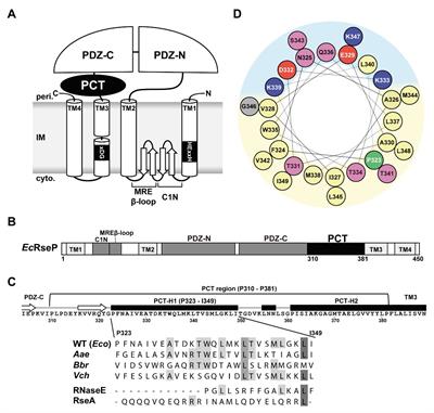 Involvement of a Membrane-Bound Amphiphilic Helix in Substrate Discrimination and Binding by an Escherichia coli S2P Peptidase RseP